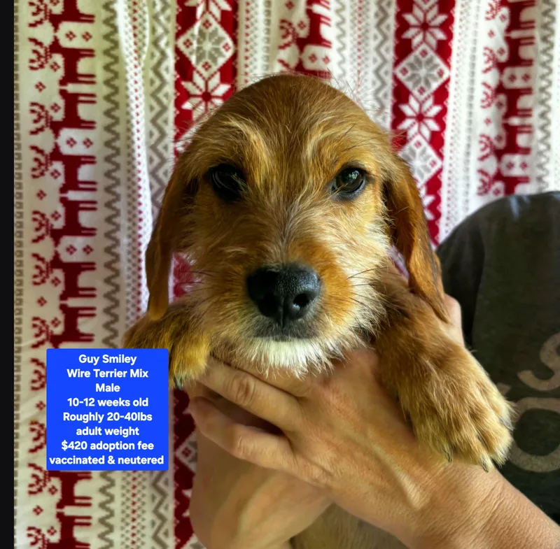 A baby medium-sized male Wirehaired Terrier dog named Guy Smiley for adoption in Oviedo, FL