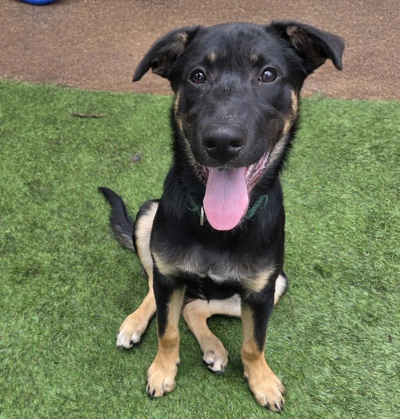 A young medium-sized female Black German Shepherd Dog dog named Anne Oakley for adoption in Hialeah, FL