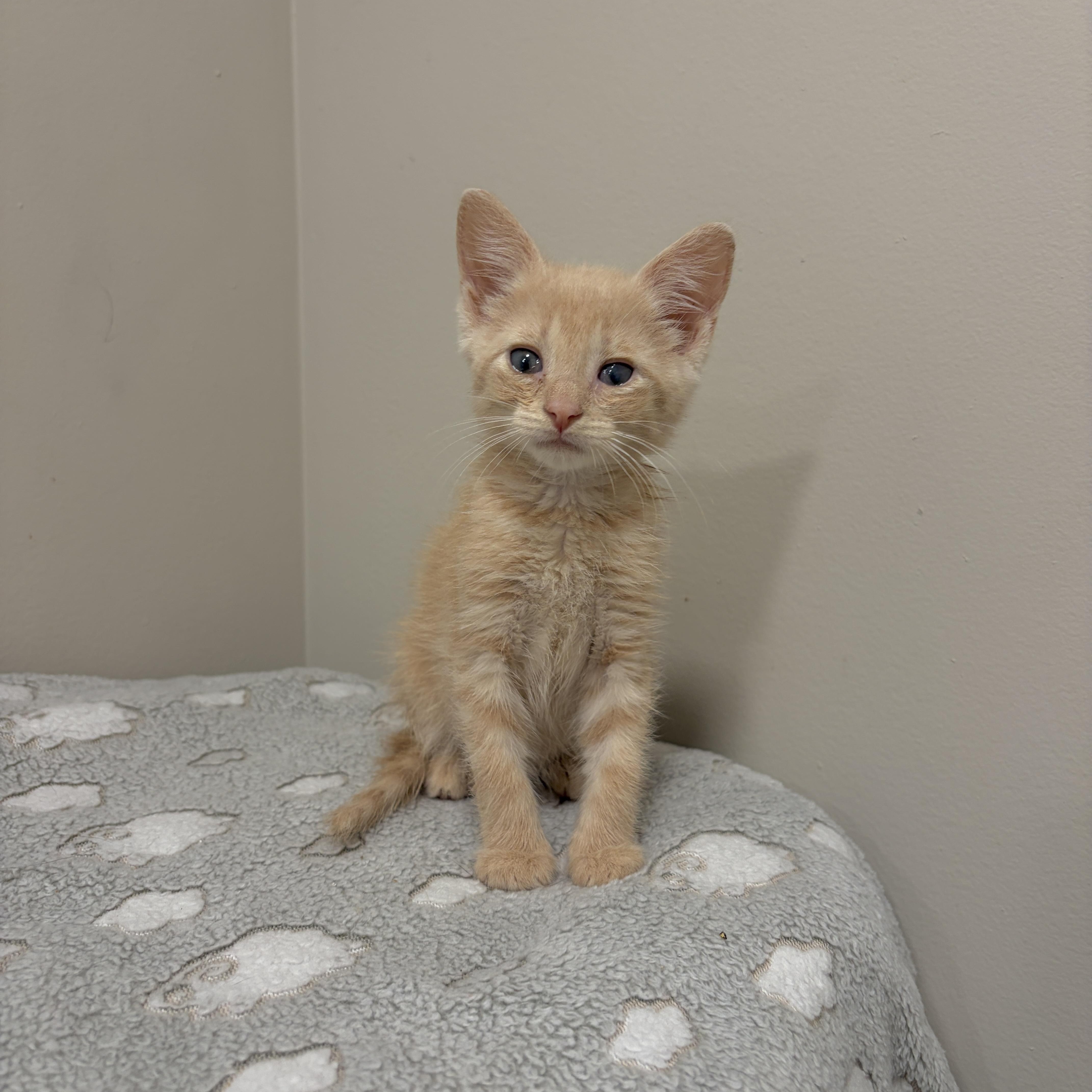 A baby medium-sized male Buff / Tan / Fawn Domestic Short Hair cat named Crumb for adoption in Moriches, NY