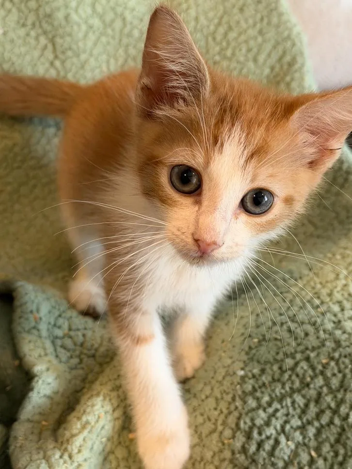 A baby small-sized male Orange & White Domestic Short Hair cat named Ben for adoption in Wellington, FL