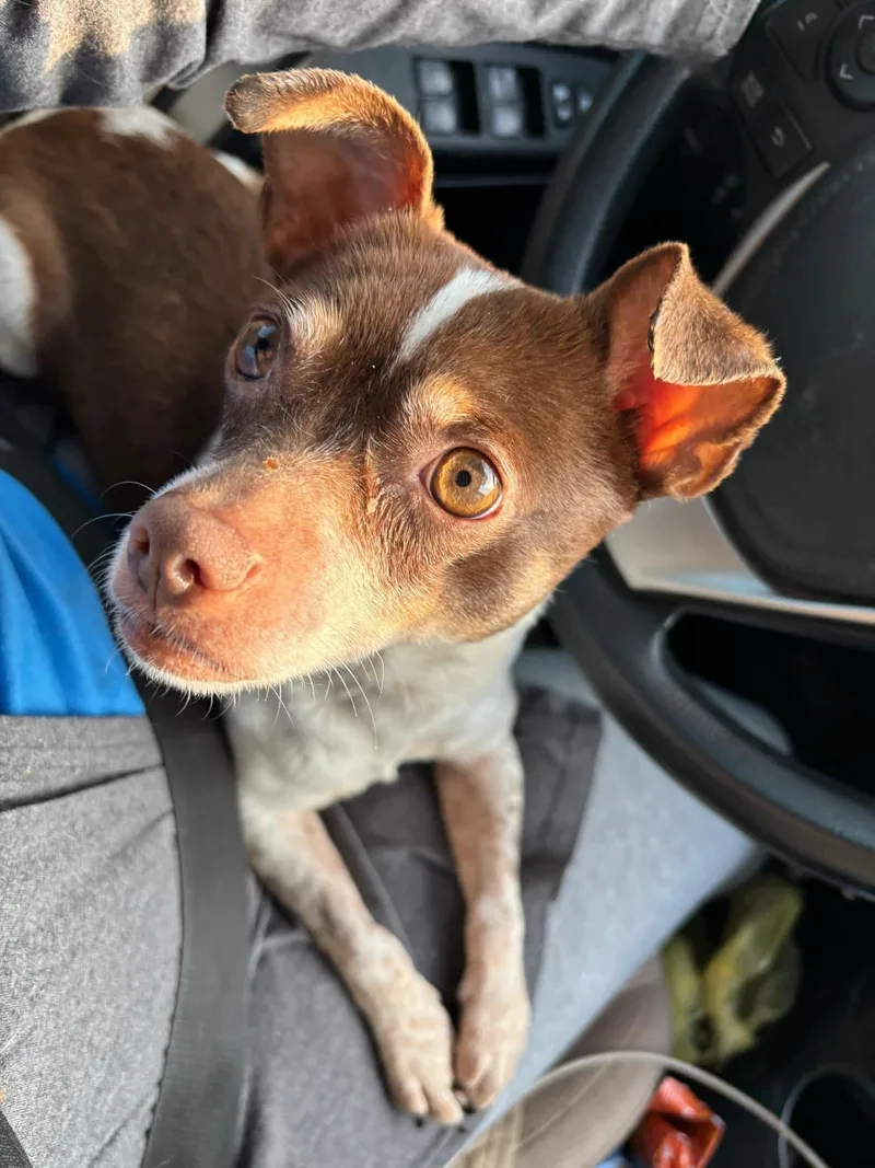 An adult small-sized male Chihuahua dog named Ace Clarke for adoption in Saunderstown, RI