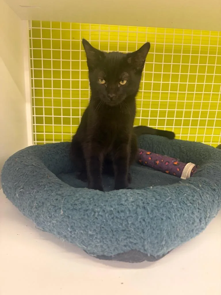 A baby medium-sized male Domestic Short Hair cat named Five Blues for adoption in Fort Lupton, CO