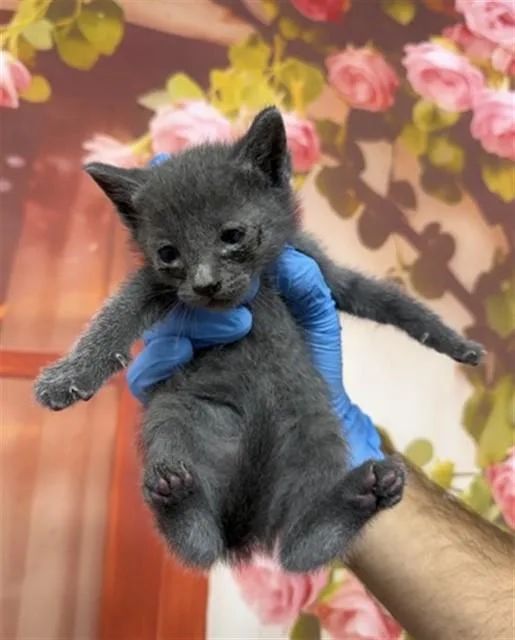 A baby small-sized male Domestic Short Hair cat named Mac for adoption in San Bernardino, CA