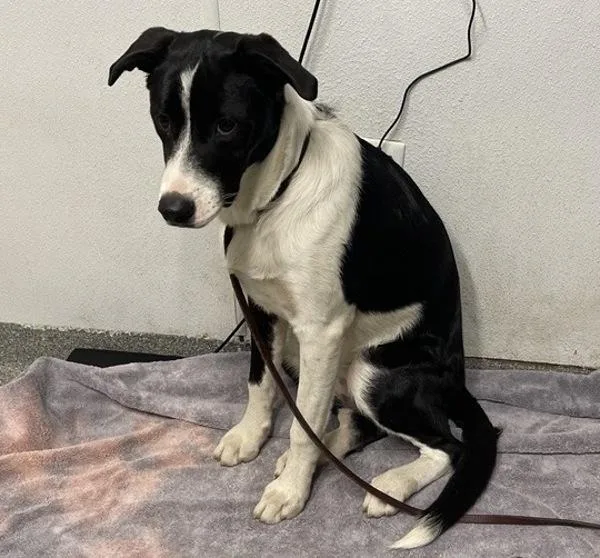 A young medium-sized female Terrier dog named Sarah for adoption in Escondido, CA