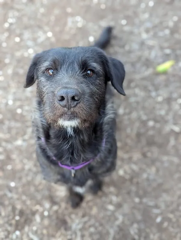 An adult large-sized male Labrador Retriever dog named Chevy for adoption in Columbia, MO