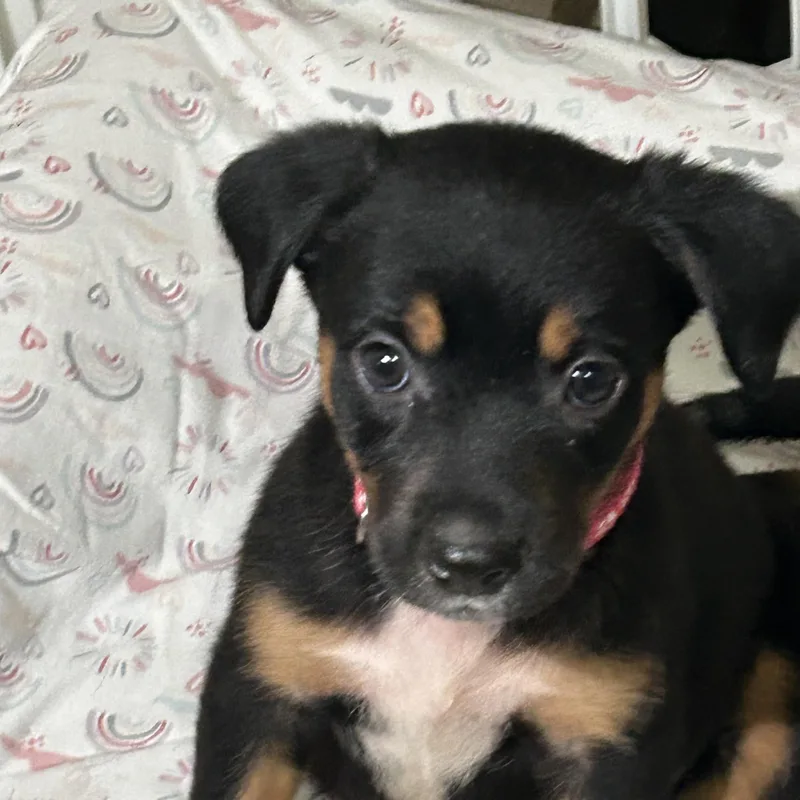 A baby medium-sized female Tricolor (Brown, Black, & White) Mixed Breed dog named Safyre for adoption in Texarkana, TX