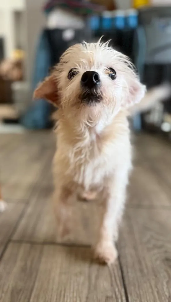 Daisy Mae
