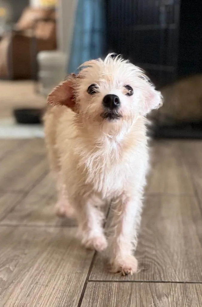 Daisy Mae thumbnail 2