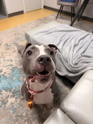 A senior medium-sized female Mixed Breed dog named Sasha for adoption in Cincinnati, OH