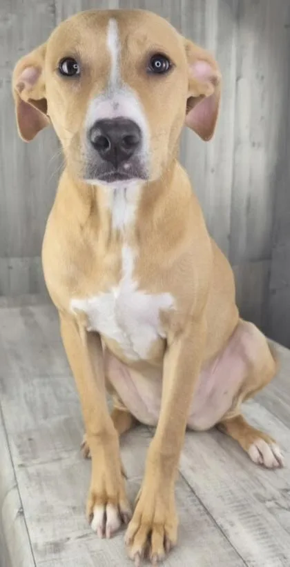 An adult small-sized female Terrier dog named Starla for adoption in Shreveport, LA