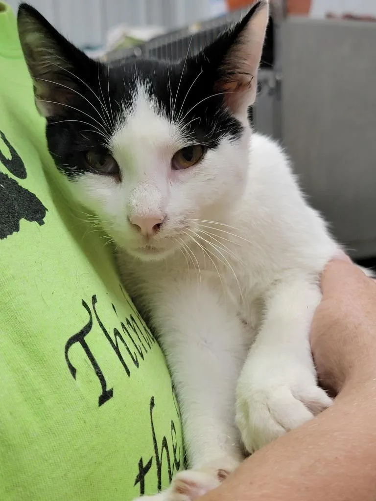A baby small-sized male Domestic Short Hair cat named Oreo for adoption in Hillsdale, IN