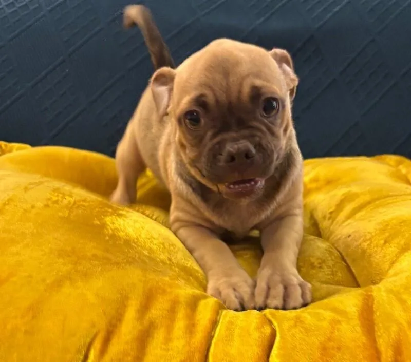 Doug the Pug thumbnail 2