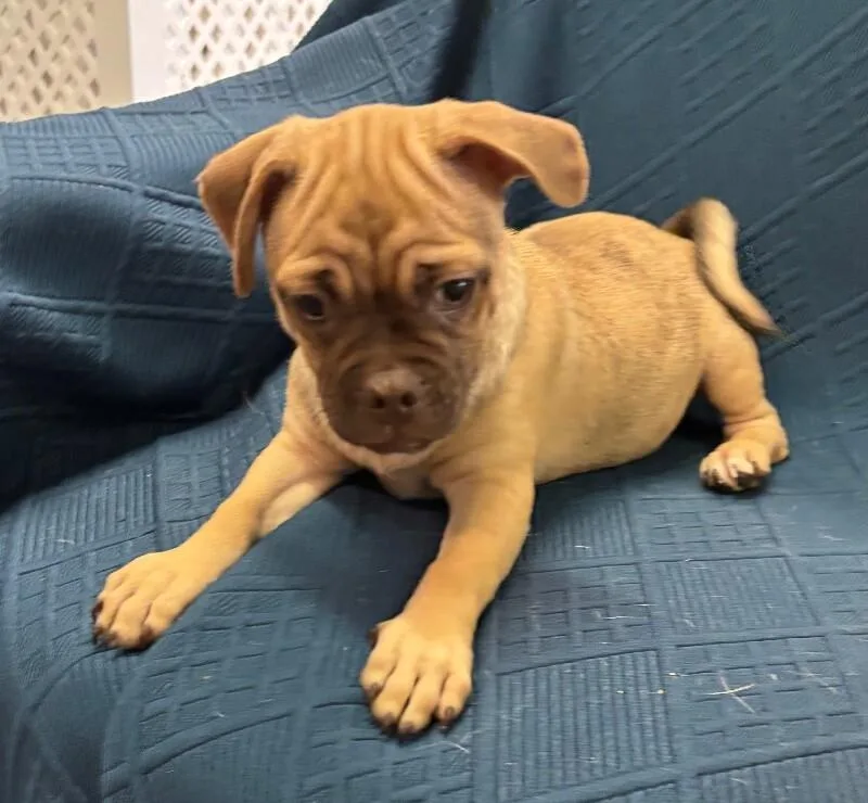 Doug the Pug thumbnail 3