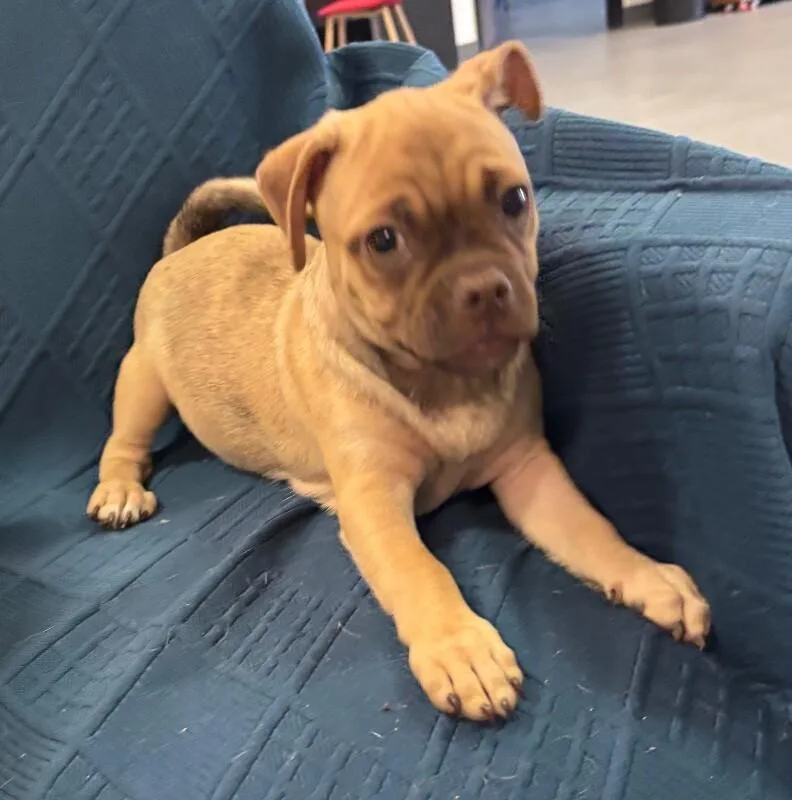 Doug the Pug thumbnail 4