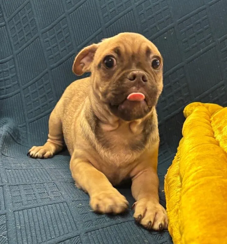 Doug the Pug thumbnail 5