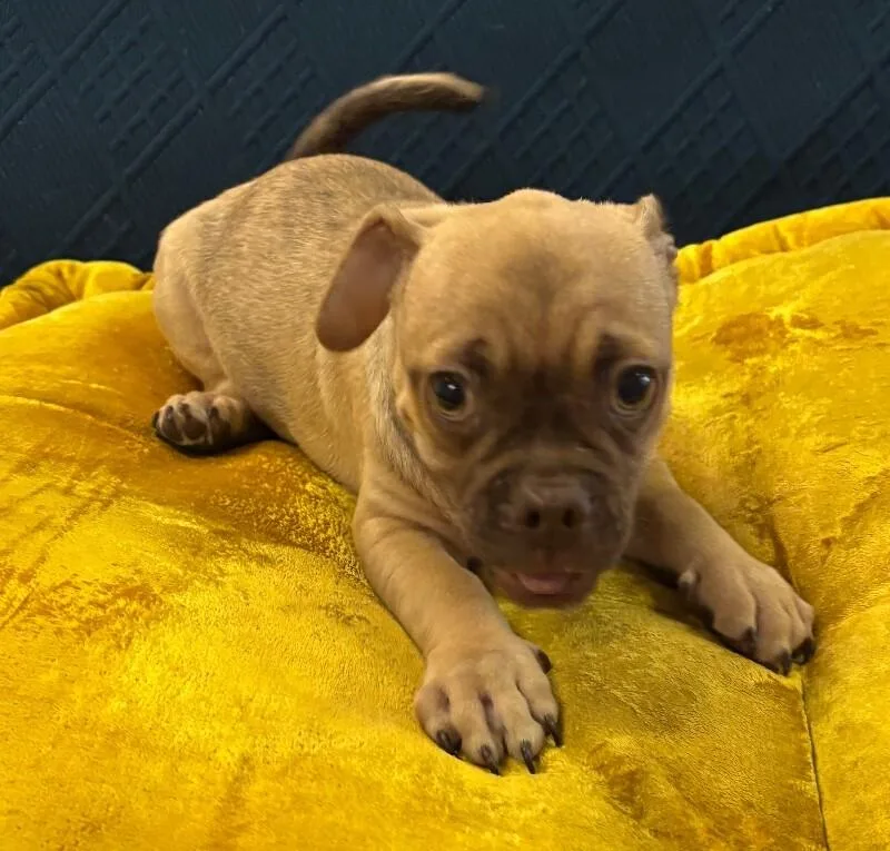 Doug the Pug thumbnail 6