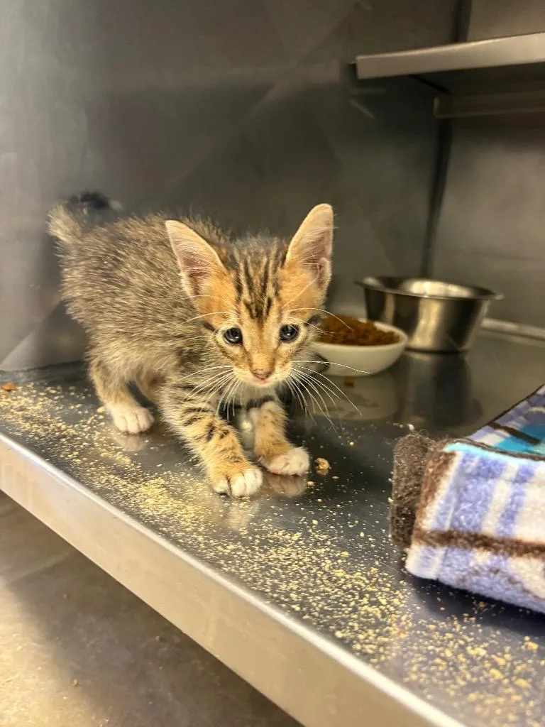 A baby small-sized female Domestic Short Hair cat named Juliet for adoption in Bossier City, LA