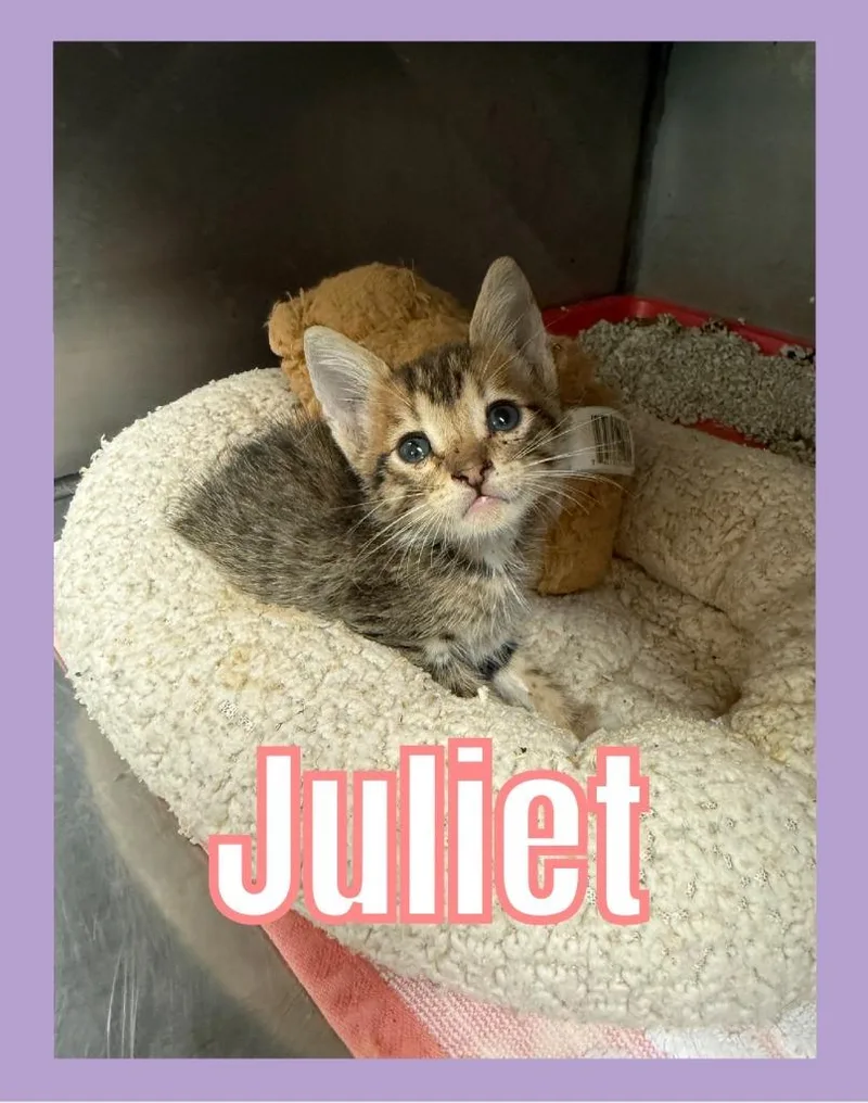 Juliet thumbnail 2