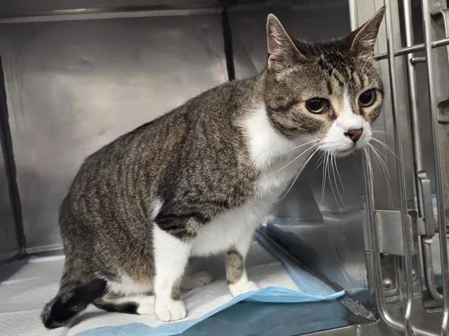 A senior large-sized male Domestic Short Hair cat named Leo for adoption in Panama City, FL