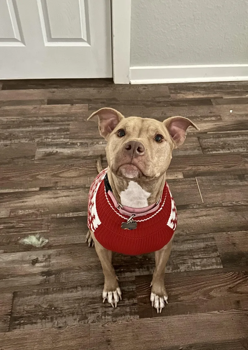 Peanut Butter