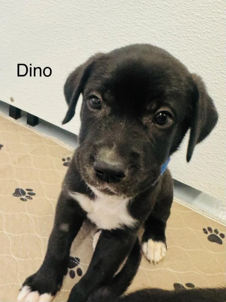 A baby medium-sized male Labrador Retriever dog named Dino for adoption in Saint George, UT