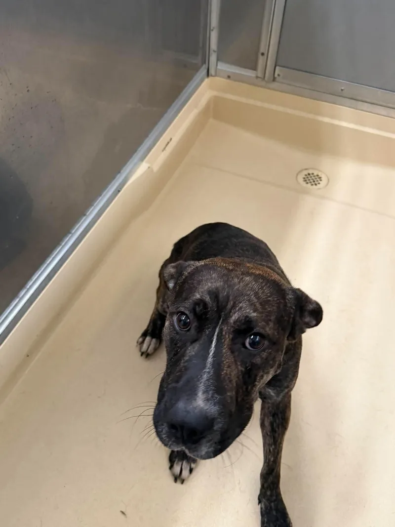 An adult medium-sized male Brindle Pit Bull Terrier dog named Unknown for adoption in Burgaw, NC