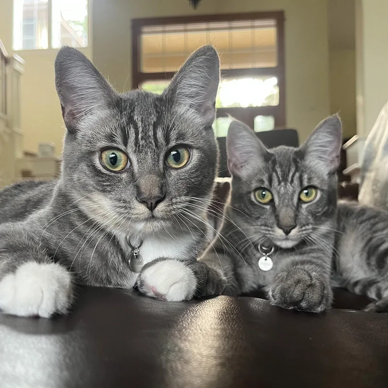 A young medium-sized female Tabby cat named Crumpet & Strudel  for adoption in Hillsboro, OR