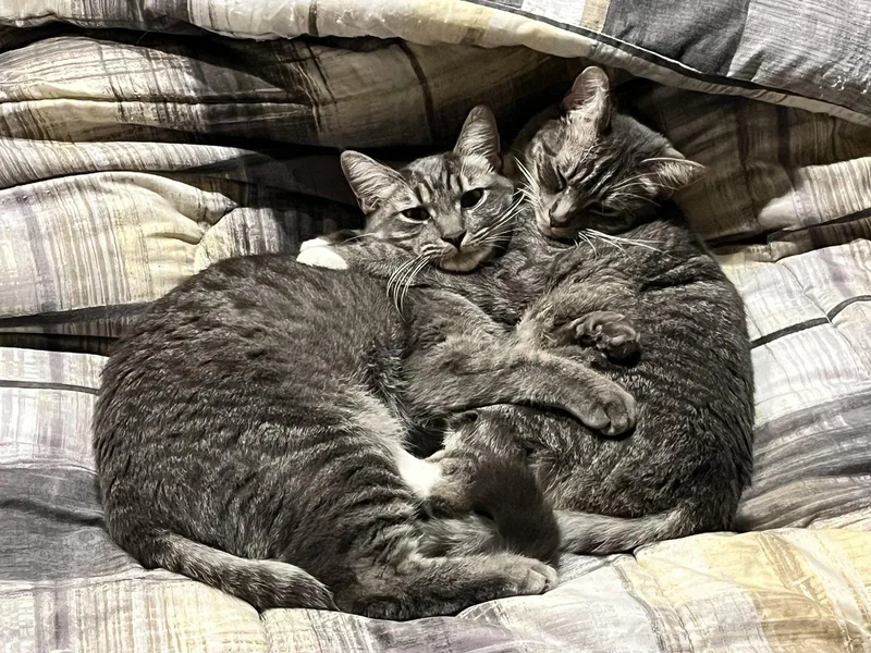 Crumpet & Strudel  thumbnail 2