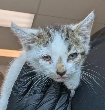 A baby small-sized female White Domestic Short Hair cat named 61542892 for adoption in El Paso, TX
