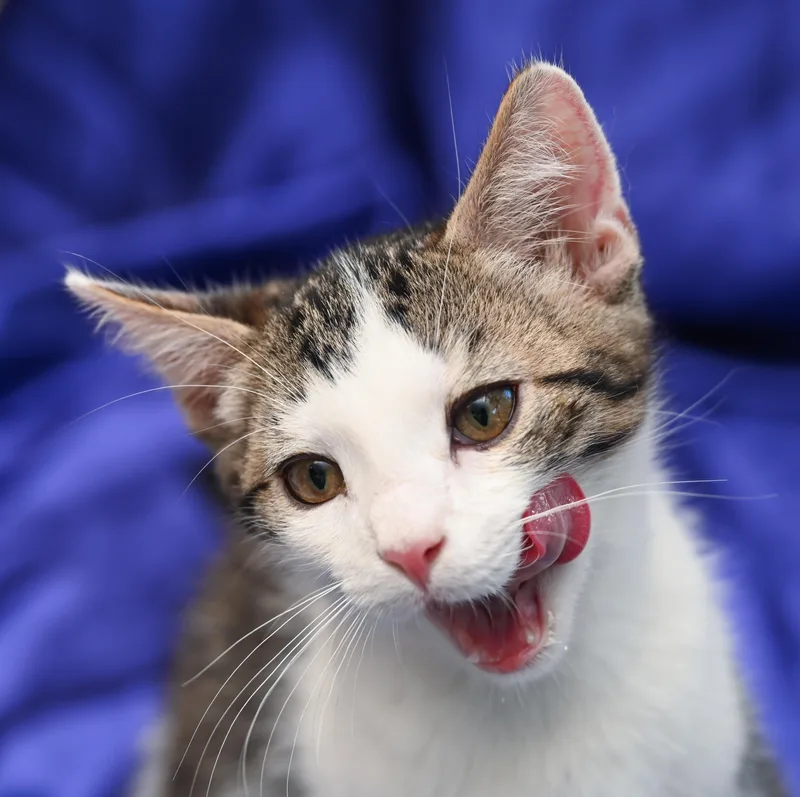 A baby medium-sized male Tabby cat named Roquefort for adoption in Chattanooga, TN