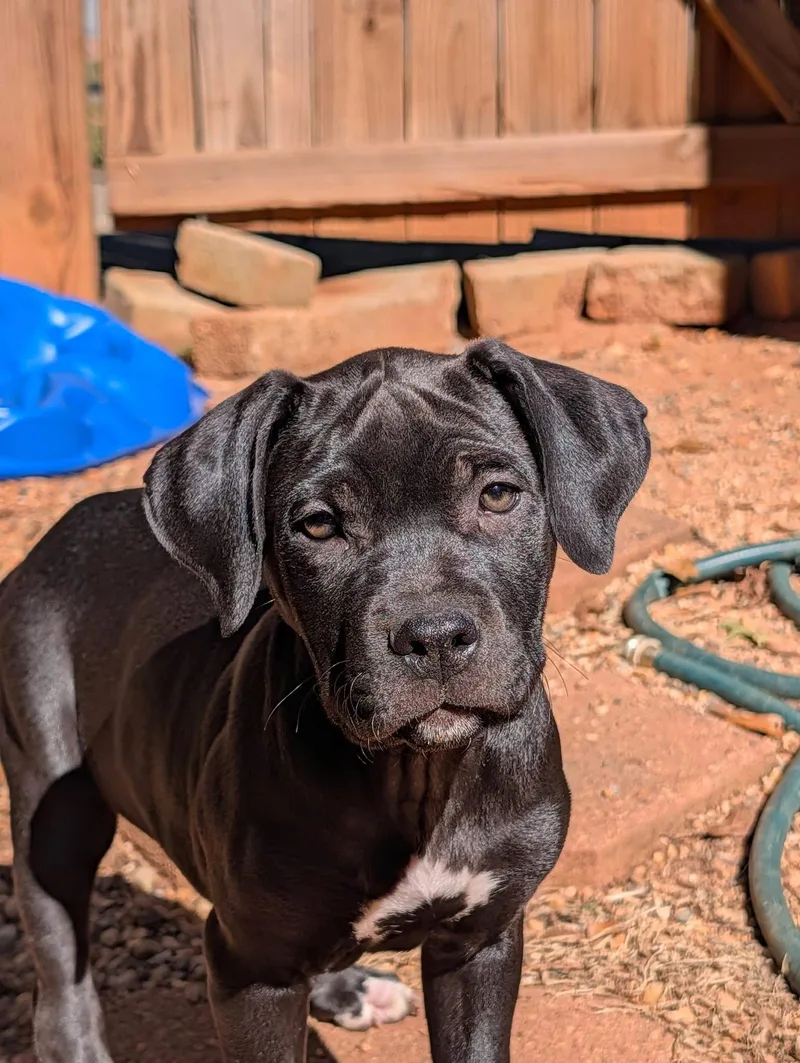 A young medium-sized female Mastiff dog named Aretha for adoption in Greenville, SC