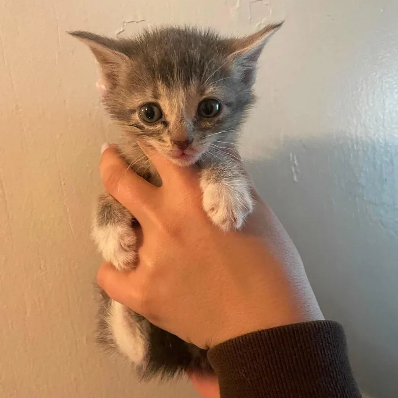A baby small-sized female Domestic Short Hair cat named Libby for adoption in Corbin, KY