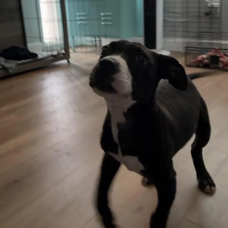 A baby medium-sized female Black Mixed Breed dog named Lilith for adoption in St. Charles, MO