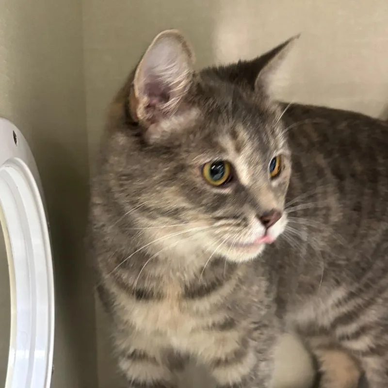An adult medium-sized female Gray / Blue / Silver Domestic Short Hair cat named Amanii for adoption in Grand Rapids, MI