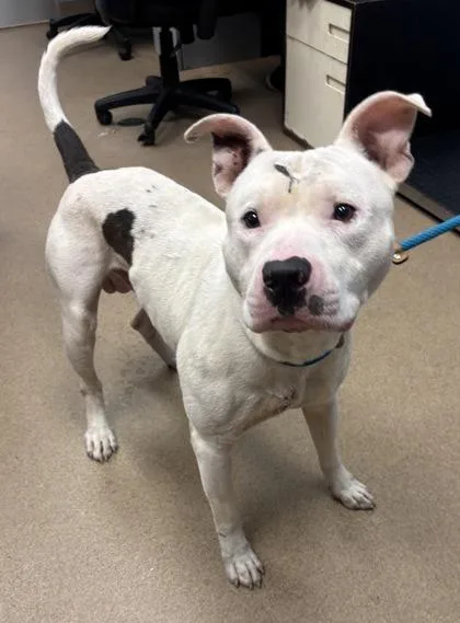 An adult large-sized male Mixed Breed dog named Brogan for adoption in Chamblee, GA