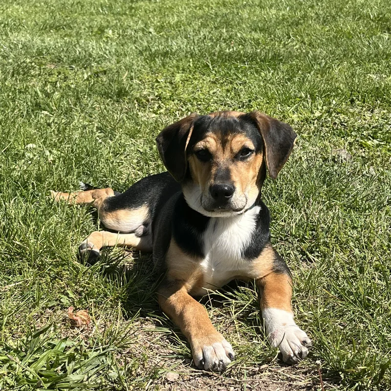 A baby medium-sized male Tricolor (Brown, Black, & White) Mixed Breed dog named Cheeto for adoption in Fairfax, VA
