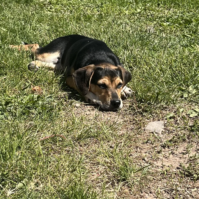 Cheeto thumbnail 4