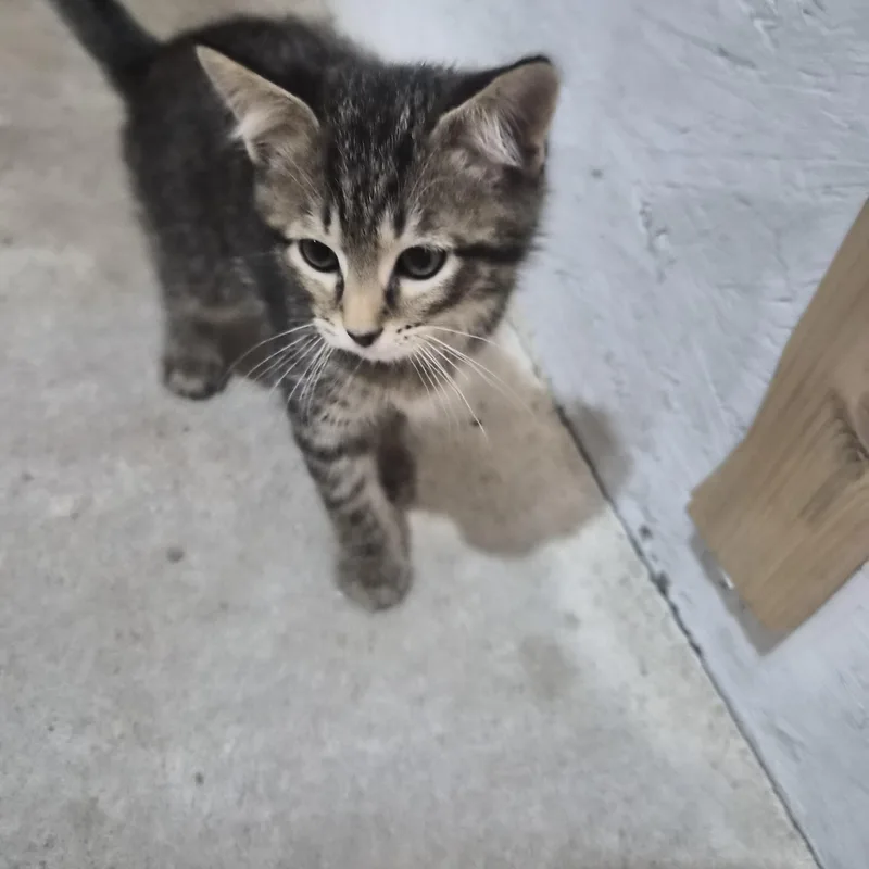 A baby medium-sized male Tabby (Brown / Chocolate) Domestic Short Hair cat named Nigel for adoption in Greeley, CO