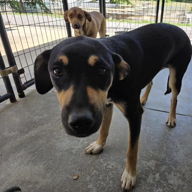 A young medium-sized female Black Mixed Breed dog named Lisa for adoption in Walden, NY