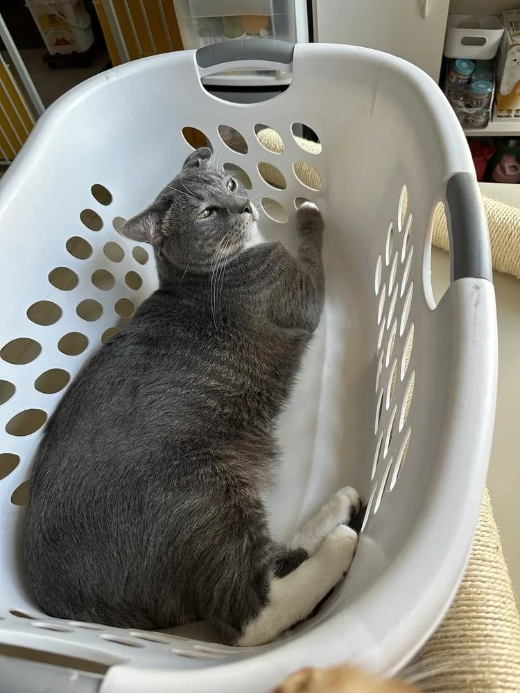 An adult medium-sized male Blue Point Domestic Short Hair cat named Mario for adoption in Dallas, TX