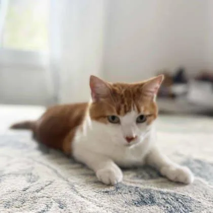 A senior small-sized male Orange / Red Domestic Short Hair cat named Thunder Cat for adoption in Atlanta, GA