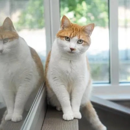 Thunder Cat thumbnail 2
