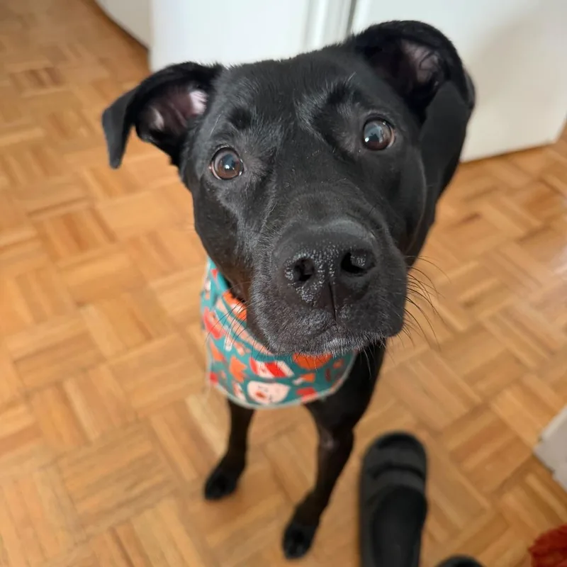 An adult medium-sized male Retriever dog named Alvin for adoption in Jersey City, NJ