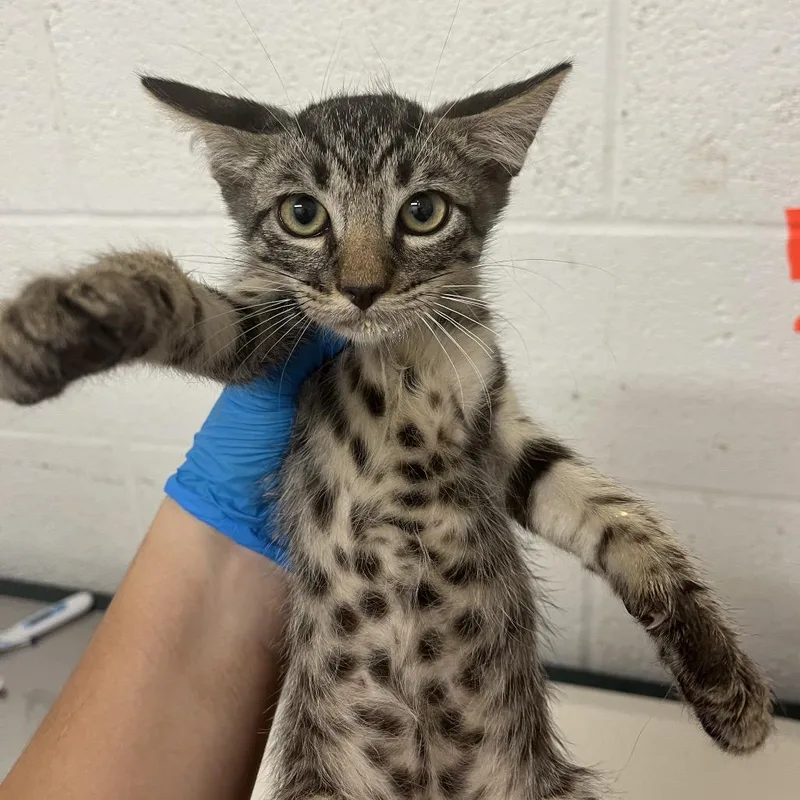 A baby small-sized male Domestic Short Hair cat named Clementine for adoption in Edinburg, TX