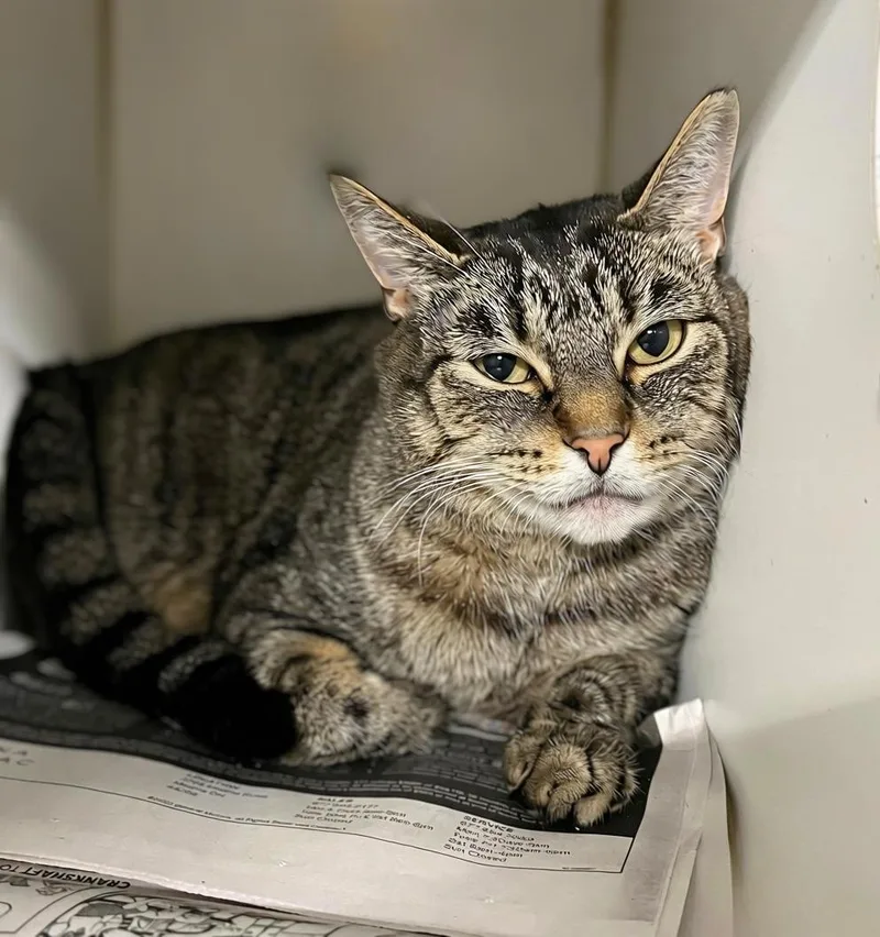 An adult medium-sized male Tabby (Brown / Chocolate) Domestic Short Hair cat named Ray for adoption in Seville, OH