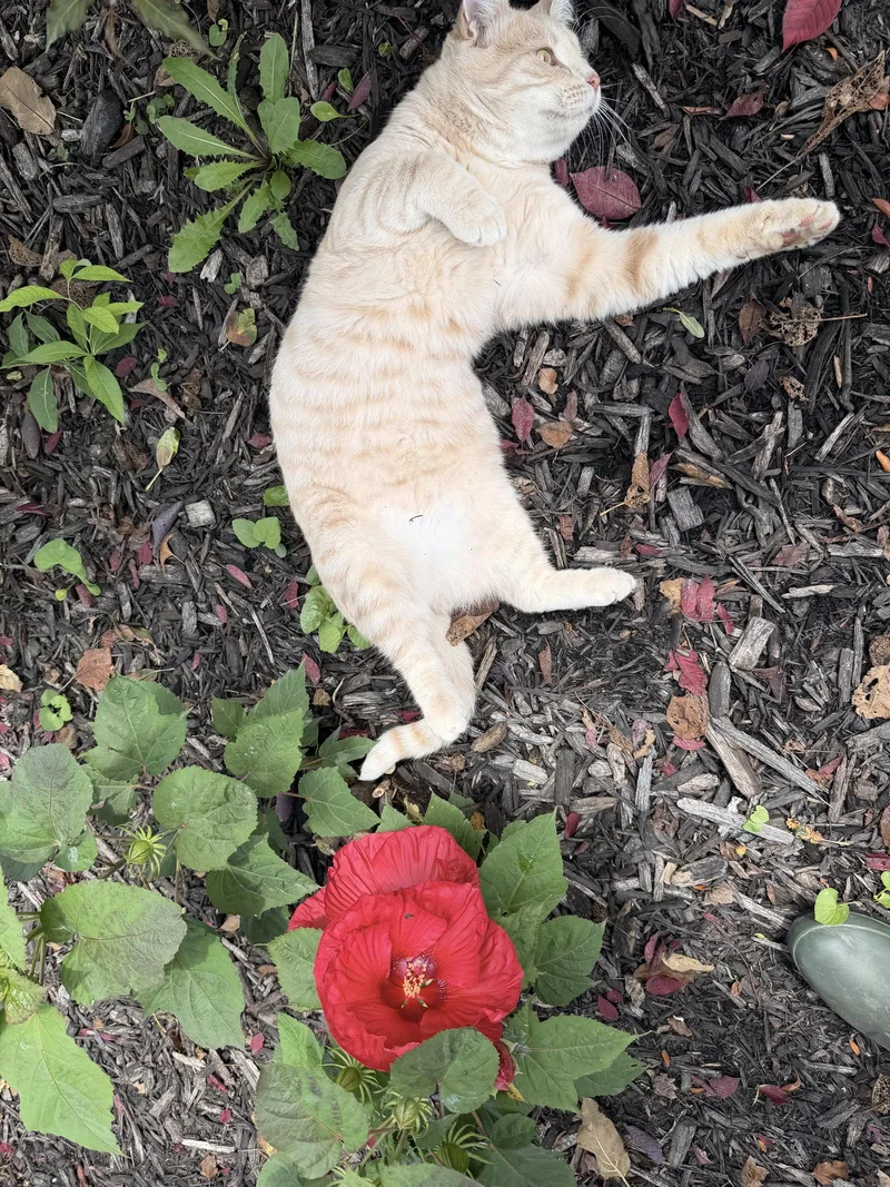 A young medium-sized male Domestic Short Hair cat named Nico for adoption in Williamsburg, IA