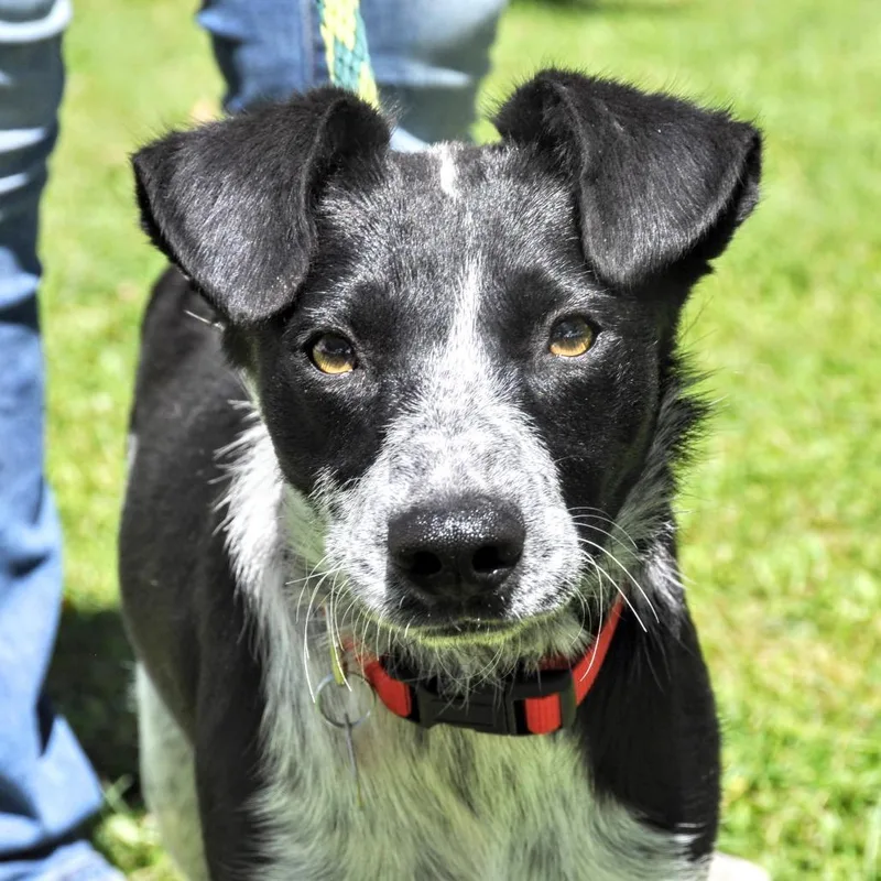 A young medium-sized female Australian Cattle Dog / Blue Heeler dog named Kirra for adoption in Prescott, AZ