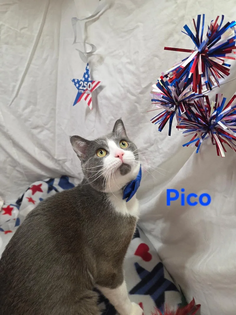 A young medium-sized male Gray & White Domestic Short Hair cat named Pico for adoption in Whitewater, WI
