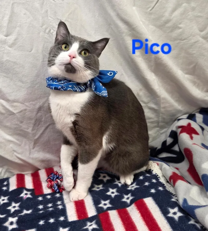Pico thumbnail 2