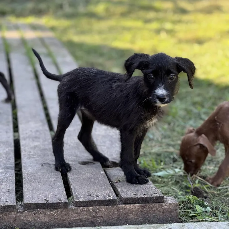 A baby medium-sized female Poodle dog named Ember for adoption in China Township, MI